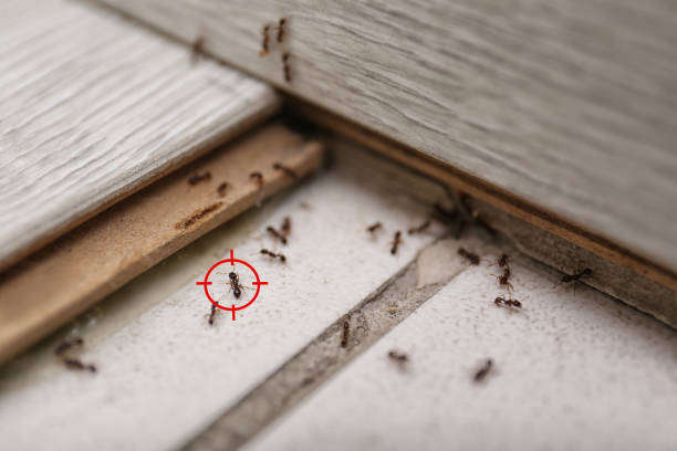 Best Pest Removal Services  in Trenton, MI