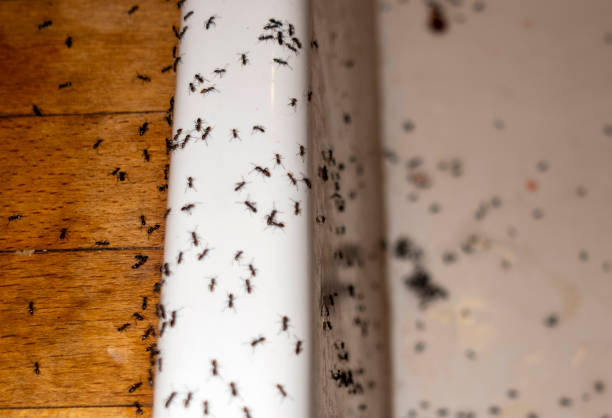 Best Termite Control Services  in Trenton, MI
